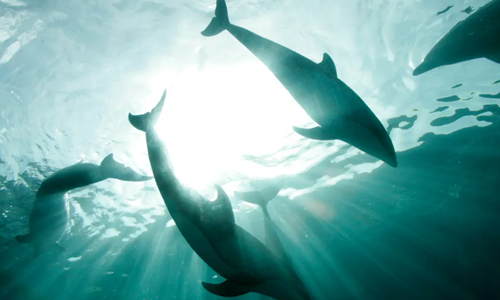 DolphinGemma ذكاء اصطناعي من غوغل لفك رموز لغة الدلافين