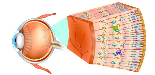 ابتكار يغيّر قواعد الرؤية الآلية جهاز ذكي يحاكي العين البشرية بدقة مدهشة