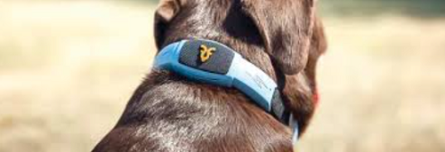 طوق ذكي مدعوم بالذكاء الاصطناعي ثورة جديدة في رعاية الكلاب وسلامتها 32 طوق ذكي مدعوم بالذكاء الاصطناعي ثورة جديدة في رعاية الكلاب وسلامتها